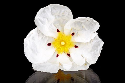 Gum rockrose - Cistus ladanifer - in the heath fields of Alentejo, Portugal