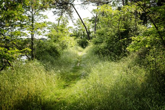 Walking road in the Pinewood forest on the Pialassa della Baiona brackish lagoon near Marina Romea along te  Adriatic seaside in Ravenna (Italy)