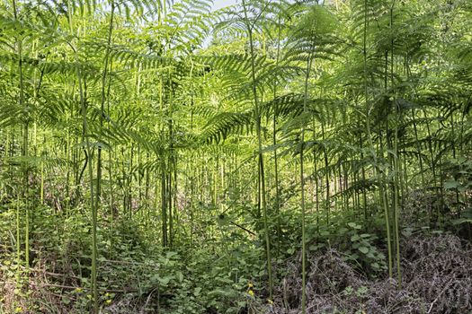 Ferns  in the Pialassa della Baiona brackish lagoon near Marina Romea along the  Adriatic seaside in Ravenna (Italy)