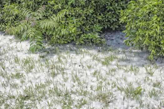 Poplar white snowlike hairs in the Pinewood forest on the Pialassa della Baiona brackish lagoon near Marina Romea along te  Adriatic seaside in Ravenna (Italy)