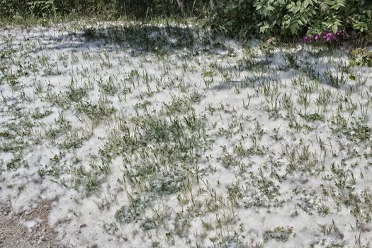 Poplar white snowlike hairs in the Pinewood forest on the Pialassa della Baiona brackish lagoon near Marina Romea along te  Adriatic seaside in Ravenna (Italy)