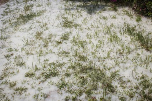 Poplar white snowlike hairs in the Pinewood forest on the Pialassa della Baiona brackish lagoon near Marina Romea along te  Adriatic seaside in Ravenna (Italy)