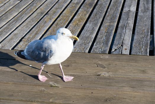 Closeup of herring gull, Larus argentatus walking on wooden planks