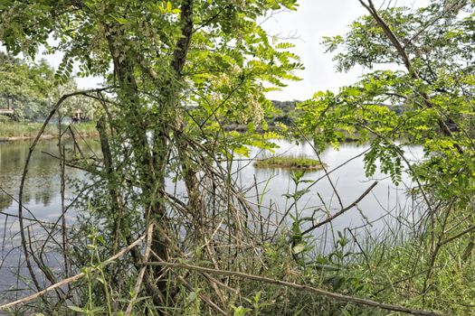 Plants in the Pialassa della Baiona brackish lagoon near Marina Romea on the  Adriatic seaside in Ravenna (Italy)