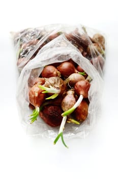 Shallots inside plastic bag isolated on white background