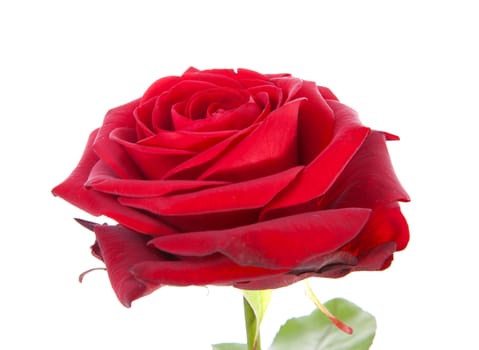 One red rose in closeup over white background