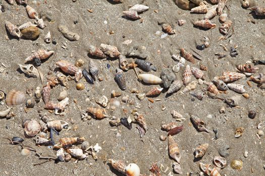Wallpaper of shells on the beach in closeup