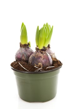 Bud of hyacinth flower in pink pot over white background