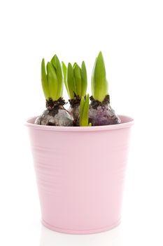 Bud of hyacinth flower in pink pot over white background 