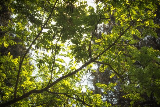 Green leaves, sun and sky in the pinewood forest along the Pialassa della Baiona brackish lagoon near Marina Romea on the  Adriatic seaside in Ravenna (Italy)