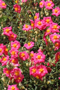 helianthemum