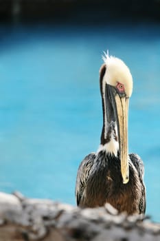 Close-up portrait of pelican in her h��bitad
