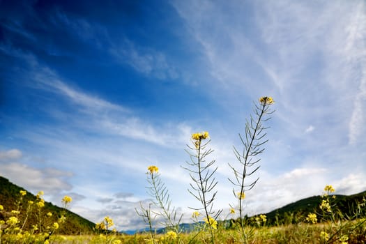 Beautiful yellow flowers in mountain with blue sky