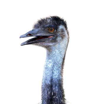 close up of australian emu head isolated