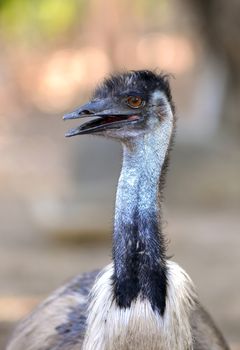 close up of australian emu head in nature