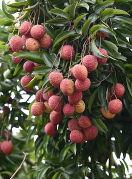 fresh lichi on tree in lichi orchard