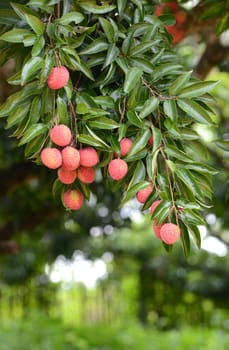 fresh lichi on tree in lichi orchard