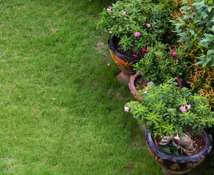 Garden with grass growing and decor flower