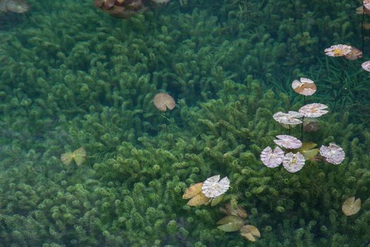 Leaf lotus and algae in under water