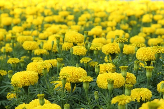 Yellow flower marigold field in the garden