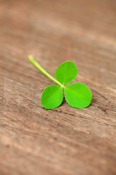 clover on a wooden surface