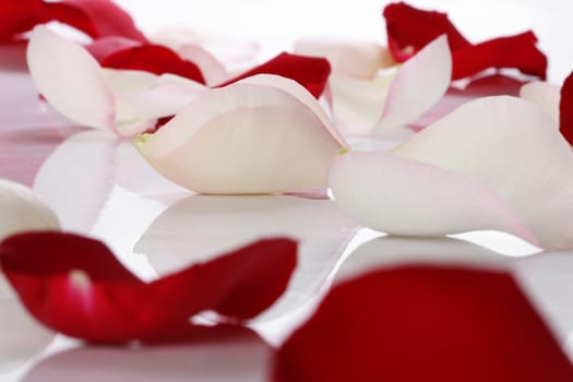 Lots of rose petals over white background