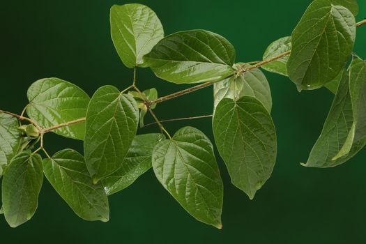 Group of green leaves on fresh natural background