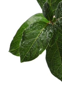 Fresh leaves over white background with waterdrops