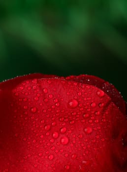 Red rose with lots of water drops. Macro