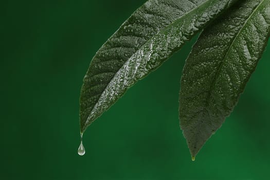 Two fresh leaves with water drop falling