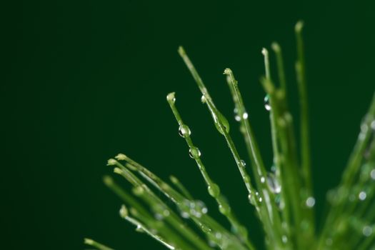 Fresh plant with water drops on green background