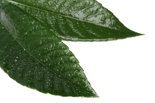 Fresh green leaf isolated on white background