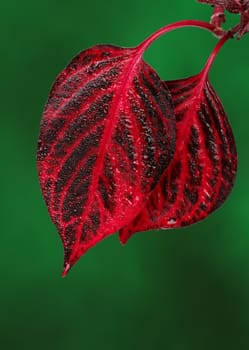 Fresh red leaves on green background