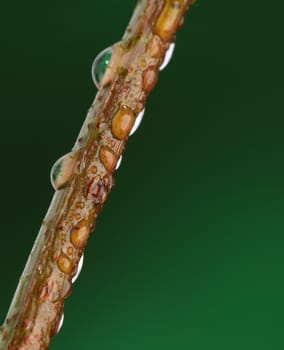 Branch with water drops on natural background, Macro