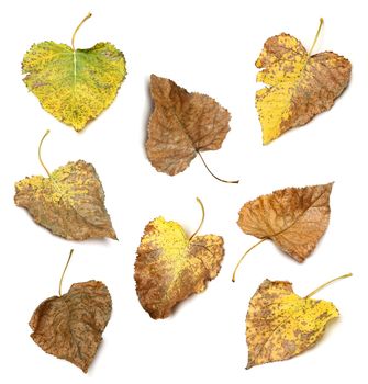 Collection of differents autumn leaves over white background
