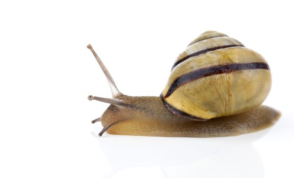 Garden snail on white background