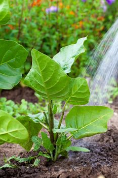 Watering the tobacco-plant in the garden