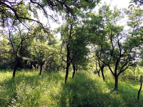 Picture of young trees on a summer morning. Location: Godeanu, Romania. Photo taken on: 05/22/2014.