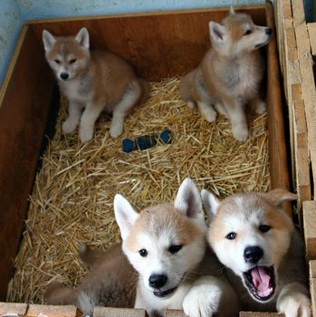 Puppies of Japanese dog Akita Inu,Belgrade,Serbia