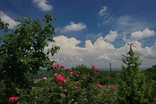 Red roses and buds  in the village garden