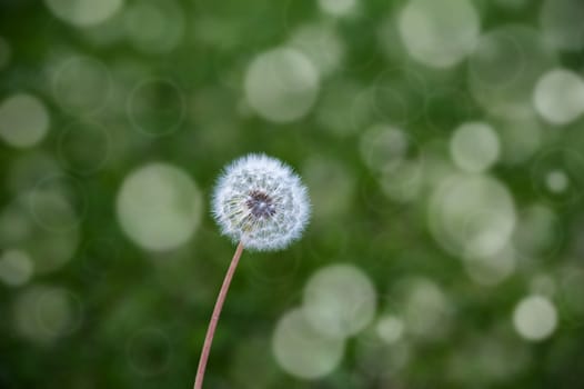 white dandelion in the wind on a blurred green background