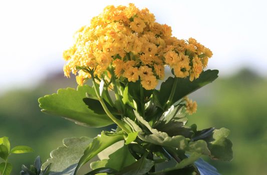Yellow Kalanchoe in public garden