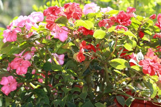 Close up of bush of Bizzie Lizzie