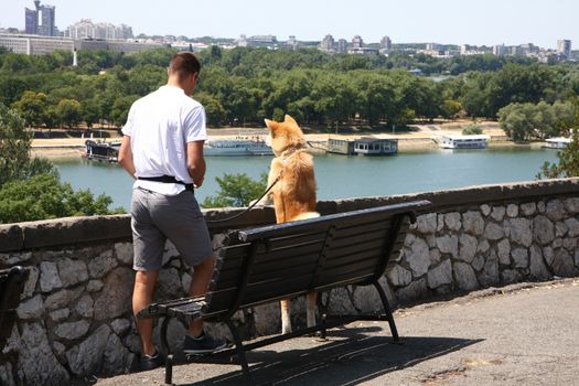 Japanese dog Akita inu at Belgrade fortress Kalemegdan,Serbia