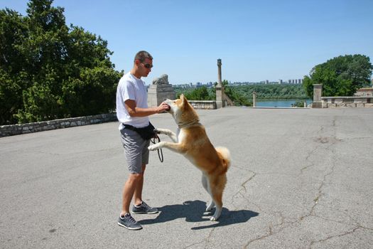 Japanese dog Akita inu at Belgrade fortress Kalemegdan,Serbia
