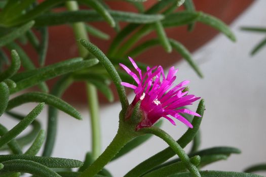 Winter purslane as ornamental plant on terrace garden