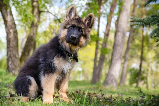 Curious little puppy sitting on the grass