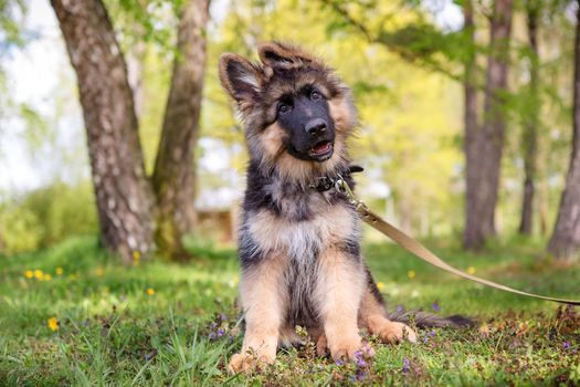 Curious little puppy sitting on the grass