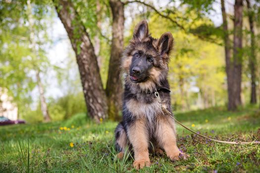 Curious little puppy sitting on the grass