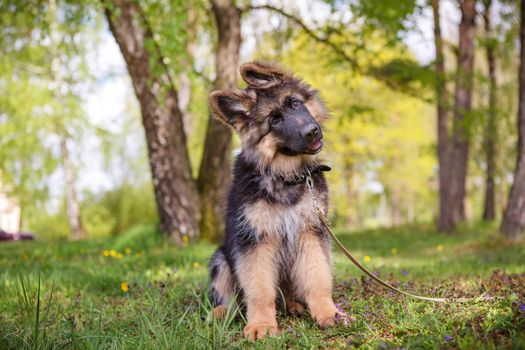 Curious little puppy sitting on the grass